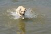 Labrador Retriever Foto: Starchant Genesis (ID 22024) Labrador Retriever Hund