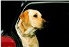 Labrador Retriever Foto: meine 2 freundinen u.ich der Speik (ID 8689) Labrador Retriever Hund