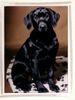 Labrador Retriever Foto: Scout mit 4 Monaten (11.04) (ID 16656) Labrador Retriever Hund