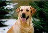 Labrador Retriever Foto: Speik (ID 9936) Labrador Retriever Hund