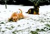 Labrador Retriever Foto: Komm Schon Wir Spielen (ID 11846) Labrador Retriever Hund
