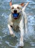 Labrador Retriever Foto: jason (ID 7903) Labrador Retriever Hund