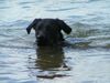 Labrador Retriever Hund