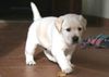 Labrador Retriever Foto: Alano mit 4 1/2 Wochen (ID 40259) Labrador Retriever Hund