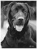 Labrador Retriever Hund