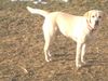 Labrador Retriever Foto: Boo (ID 30651) Labrador Retriever Hund