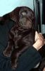 Labrador Retriever Hund