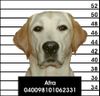 Labrador Retriever Hund