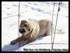 Labrador Retriever Hund