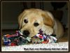 Labrador Retriever Hund