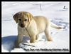 Labrador Retriever Hund