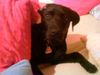 Labrador Retriever Hund