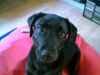 Labrador Retriever Foto: cindy 5monate (ID 12606) Labrador Retriever Hund