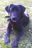Labrador Retriever Hund