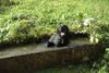 Labrador Retriever Foto: Link von der Matrix (ID 34105) Labrador Retriever Hund