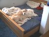 Labrador Retriever Foto: Amon und die Bohnensuppe (ID 6736) Labrador Retriever Hund