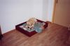 Labrador Retriever Foto: Amon teilt gerne (ID 6737) Labrador Retriever Hund