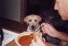 Labrador Retriever Foto: Amon und die Bohnensuppe (ID 6735) Labrador Retriever Hund
