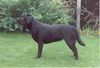 Labrador Retriever Hund