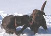 Labrador Retriever Hund