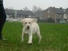 Labrador Retriever Foto: Das ist Angus (benannt nach Angus Young von AC/DC)... 15 Wochen alt (ID 9541) Labrador Retriever Hund
