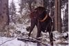 Labrador Retriever Foto: Aron im Schnee (ID 23404) Labrador Retriever Hund
