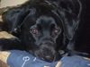 Labrador Retriever Foto: Unser Osiris (ID 13053) Labrador Retriever Hund