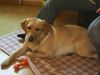 Labrador Retriever Hund