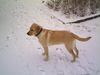 Labrador Retriever Hund
