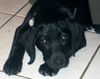 Labrador Retriever Foto (ID 20960) Labrador Retriever Hund