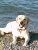 Labrador Retriever Foto: BUDDY möcht gerne Papa werden!! (ID 7864) Labrador Retriever Hund