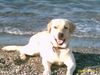 Labrador Retriever Foto: das ist unser Hund Buddy! er möchte gerne mal Papa werde! (ID 7863) Labrador Retriever Hund