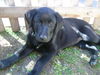 Labrador Retriever Foto: Emma (ID 38524) Labrador Retriever Hund