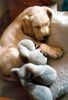 Labrador Retriever Foto: baby jason (ID 7906) Labrador Retriever Hund