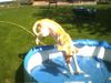 Labrador Retriever Hund