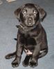Labrador Retriever Hund