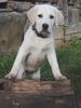 Labrador Retriever Foto: Bagira 3 Monate (ID 7078) Labrador Retriever Hund
