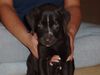 Labrador Retriever Hund