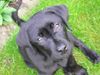 Labrador Retriever Foto: Unser Balou (ID 21090) Labrador Retriever Hund