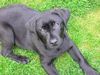 Labrador Retriever Foto: Unser Balou (ID 21089) Labrador Retriever Hund