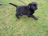Labrador Retriever Foto: Mein Balou (ID 20108) Labrador Retriever Hund