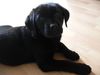 Labrador Retriever Foto: Mein Balou (ID 20086) Labrador Retriever Hund