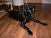 Labrador Retriever Foto: Unser Balou (ID 32533) Labrador Retriever Hund