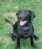 Labrador Retriever Hund