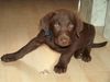 Labrador Retriever Foto: Balu mit 11 Wochen (ID 6249) Labrador Retriever Hund
