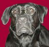 Labrador Retriever Foto: Ein belesener Labi (ID 39199) Labrador Retriever Hund