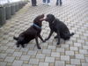 Labrador Retriever Foto: wenn die Mami mit dem Sohne... (ID 38125) Labrador Retriever Hund