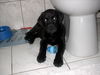 Labrador Retriever Foto (ID 29817) Labrador Retriever Hund