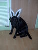 Labrador Retriever Foto: Bendit an Fasching 2007 verkleidet als Häschen :O) (ID 38124) Labrador Retriever Hund