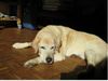Labrador Retriever Foto: Benny Herbst 2007 (ID 40968) Labrador Retriever Hund